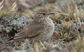 Short-billed Miner