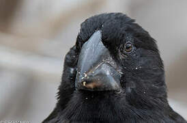 Espanola Cactus Finch