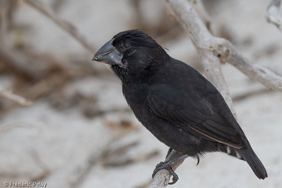 Espanola Cactus Finch