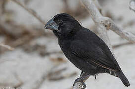 Espanola Cactus Finch