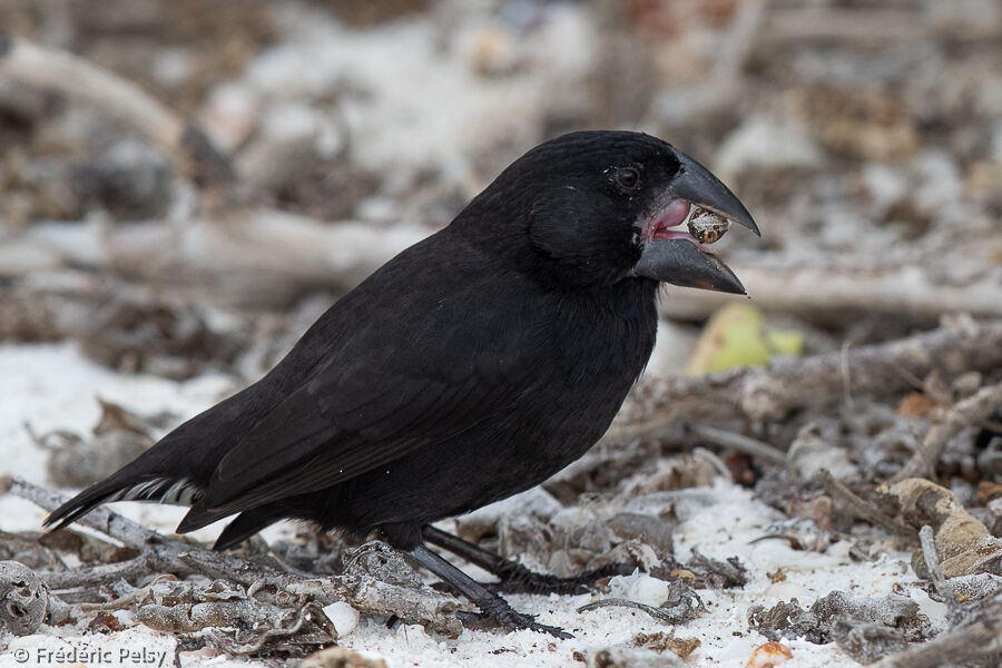 Espanola Cactus Finch