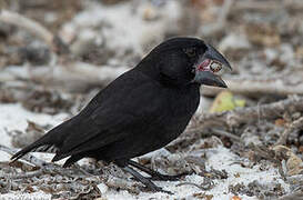 Espanola Cactus Finch