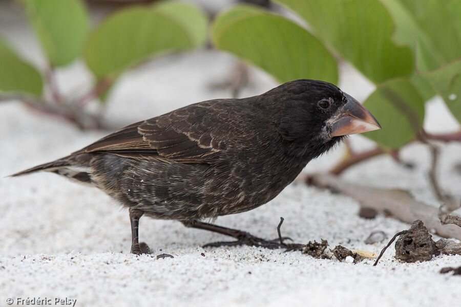 Espanola Cactus Finch