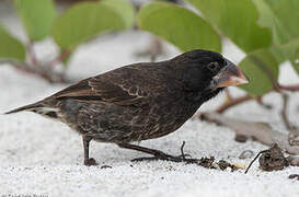 Espanola Cactus Finch