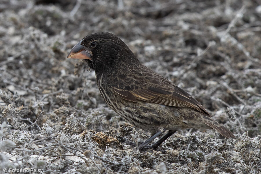 Espanola Cactus Finch