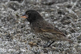 Espanola Cactus Finch