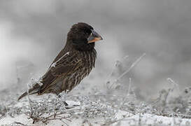 Espanola Cactus Finch