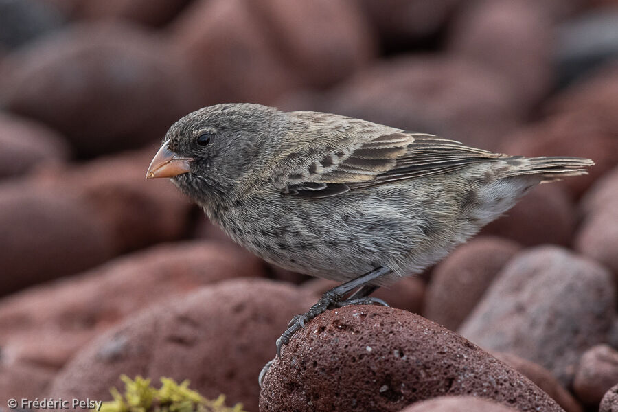 Medium Ground Finch