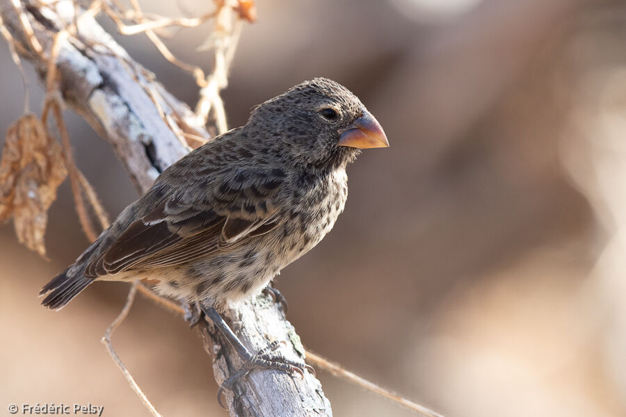 Medium Ground Finch