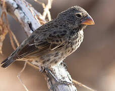 Medium Ground Finch