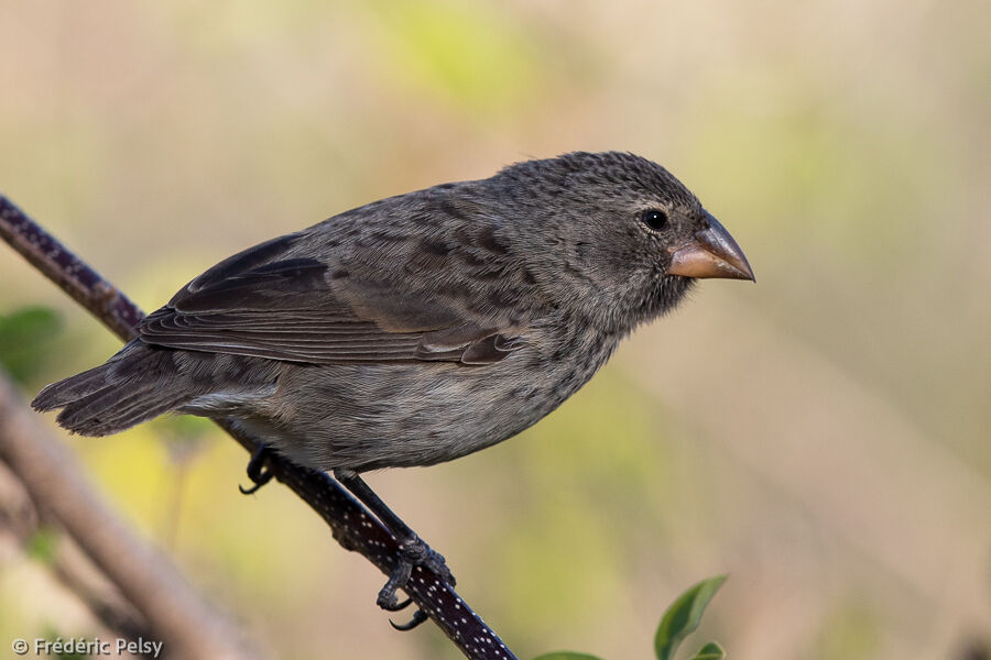 Medium Ground Finch