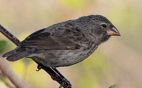 Medium Ground Finch