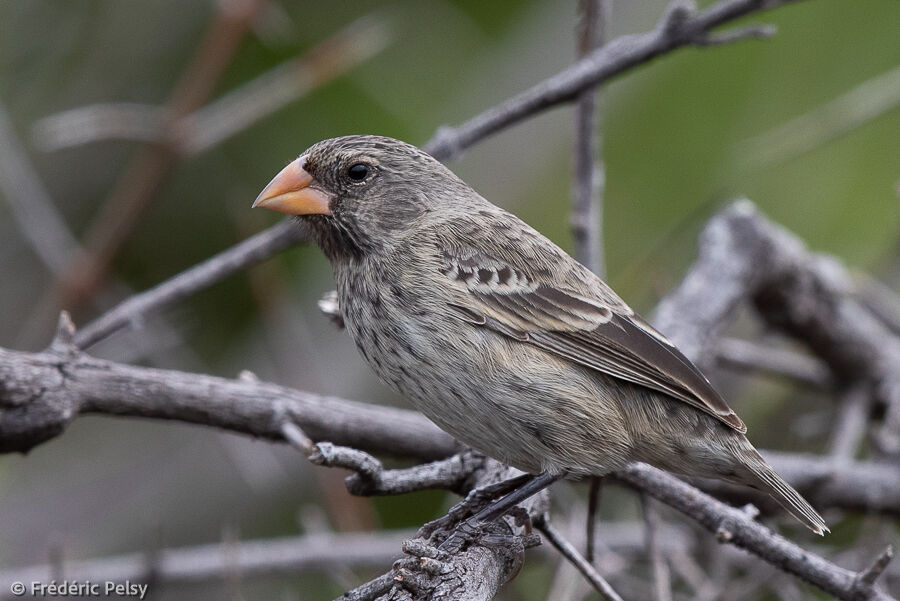 Medium Ground Finch