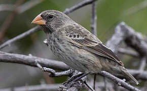 Medium Ground Finch