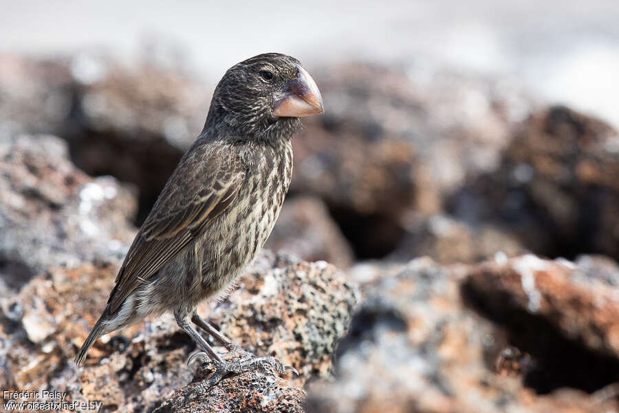 Géospize à gros bec femelle adulte, identification