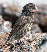 Large Ground Finch