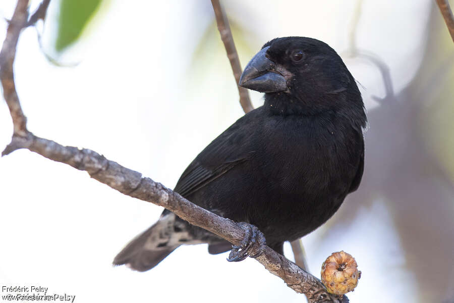 Large Ground Finch male adult, close-up portrait