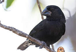 Large Ground Finch