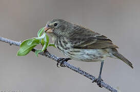 Vegetarian Finch