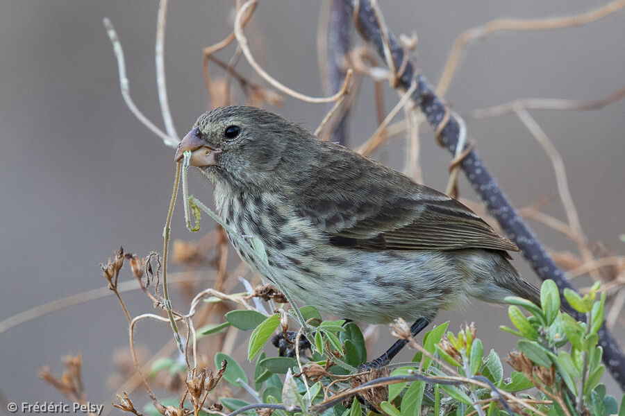 Vegetarian Finch