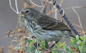 Vegetarian Finch