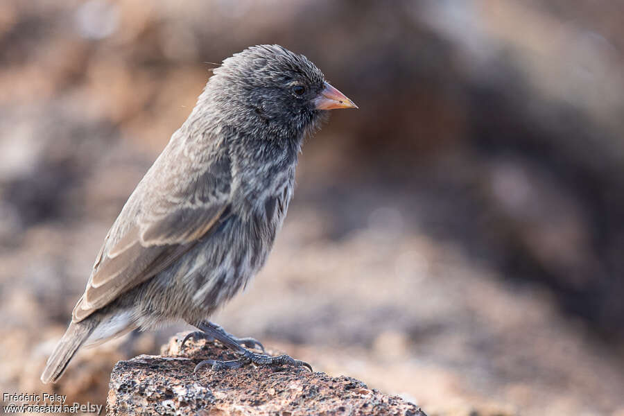 Géospize de Genovesa femelle adulte, identification