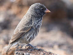 Genovesa Ground Finch