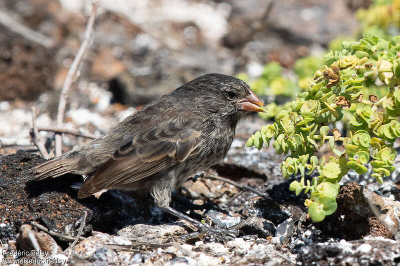 Genovesa Ground Finch female adult, feeding habits