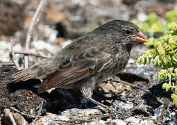 Genovesa Ground Finch