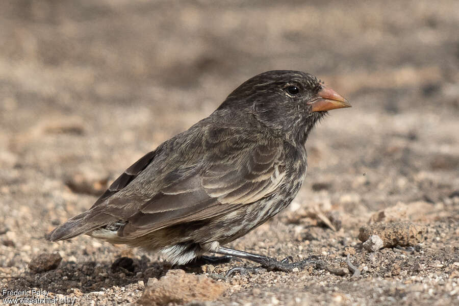 Genovesa Ground Finch, pigmentation