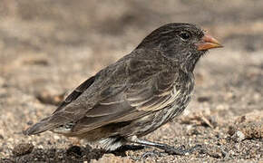 Genovesa Ground Finch