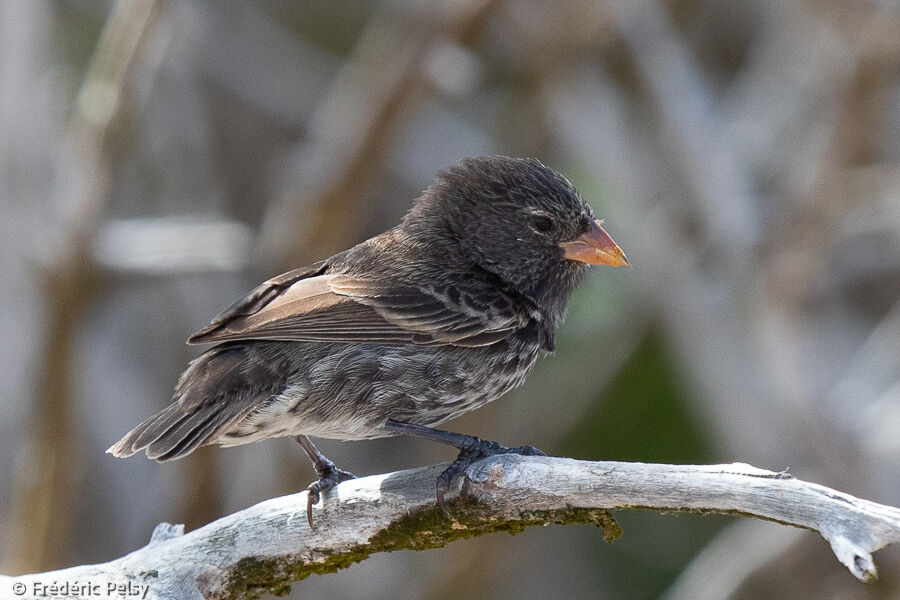 Genovesa Ground Finch