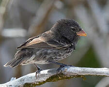 Genovesa Ground Finch