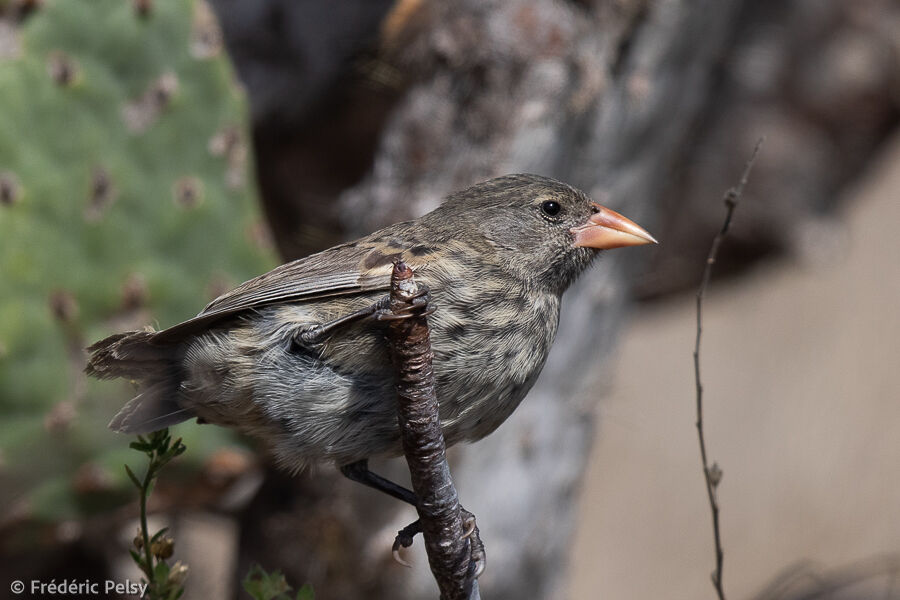 Common Cactus Finch