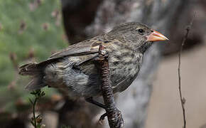 Common Cactus Finch