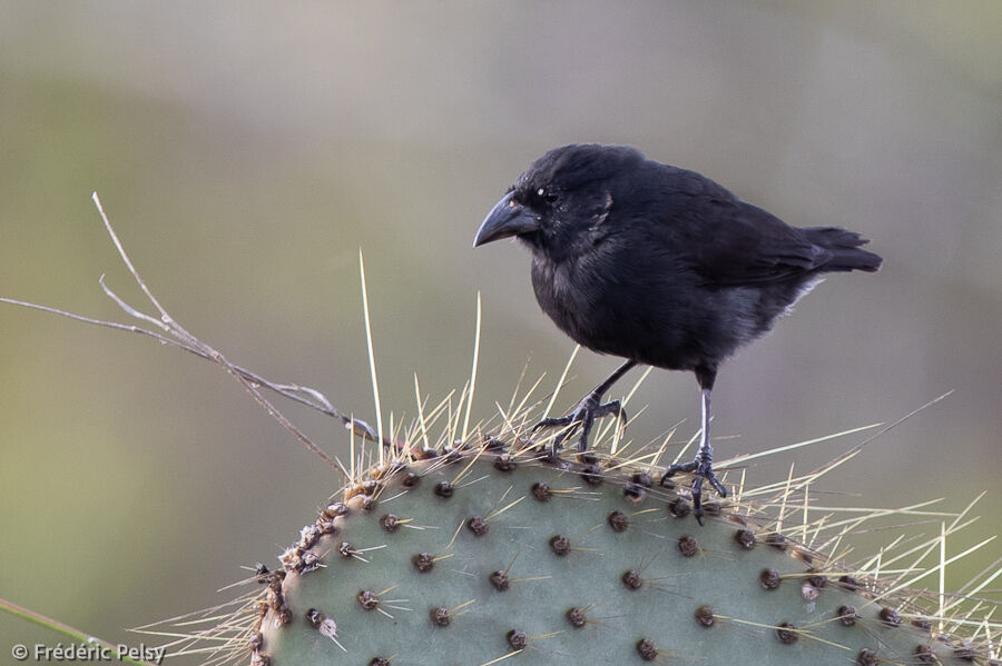 Common Cactus Finch