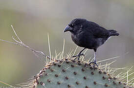 Common Cactus Finch