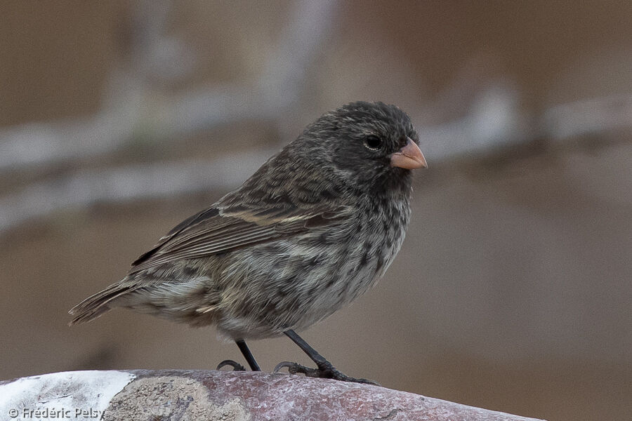 Small Ground Finch