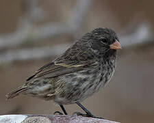 Small Ground Finch