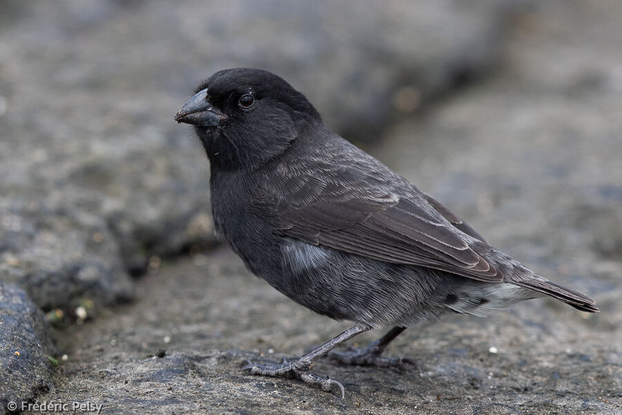 Small Ground Finch male