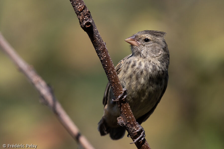 Small Ground Finch