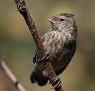 Small Ground Finch