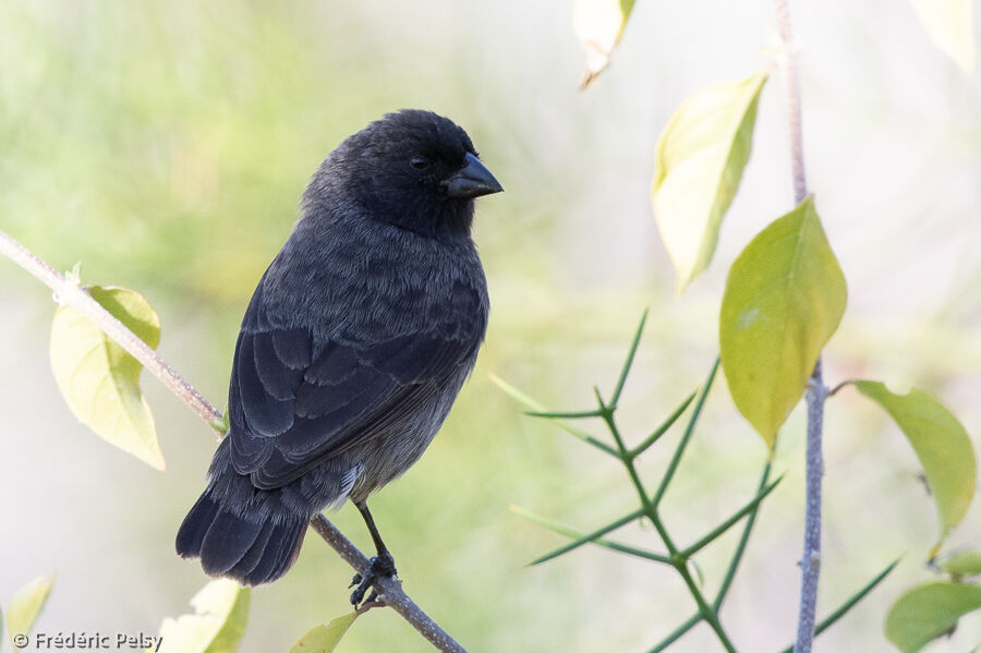 Small Ground Finch male