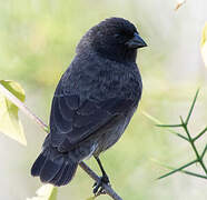 Small Ground Finch