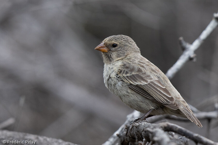 Small Ground Finch