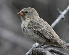 Small Ground Finch