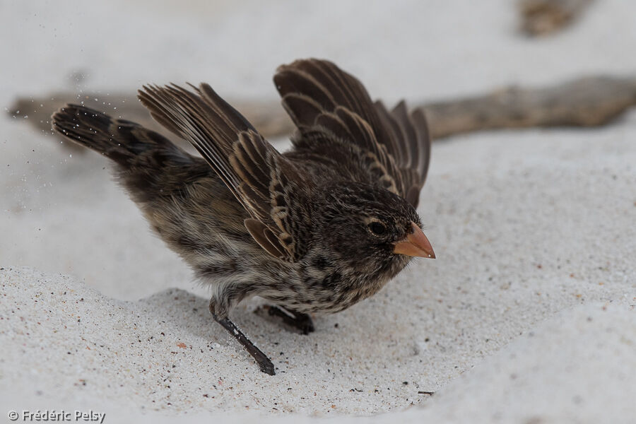 Small Ground Finch