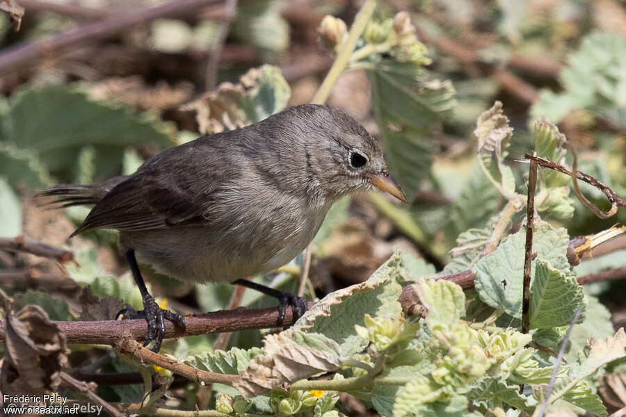 Géospize grisadulte, identification