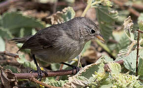 Grey Warbler-Finch