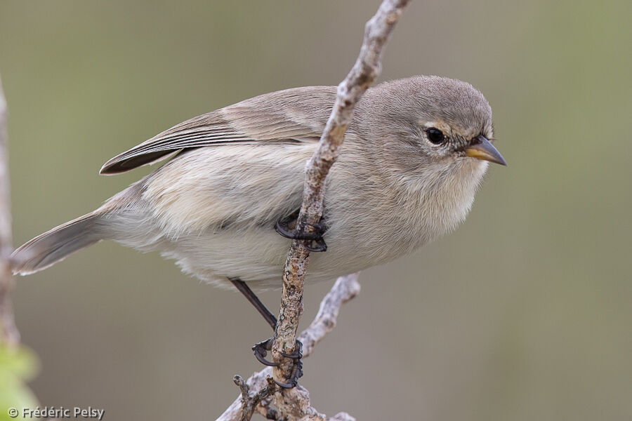 Grey Warbler-Finch